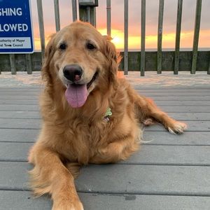 Meet your Posher, Roxanne